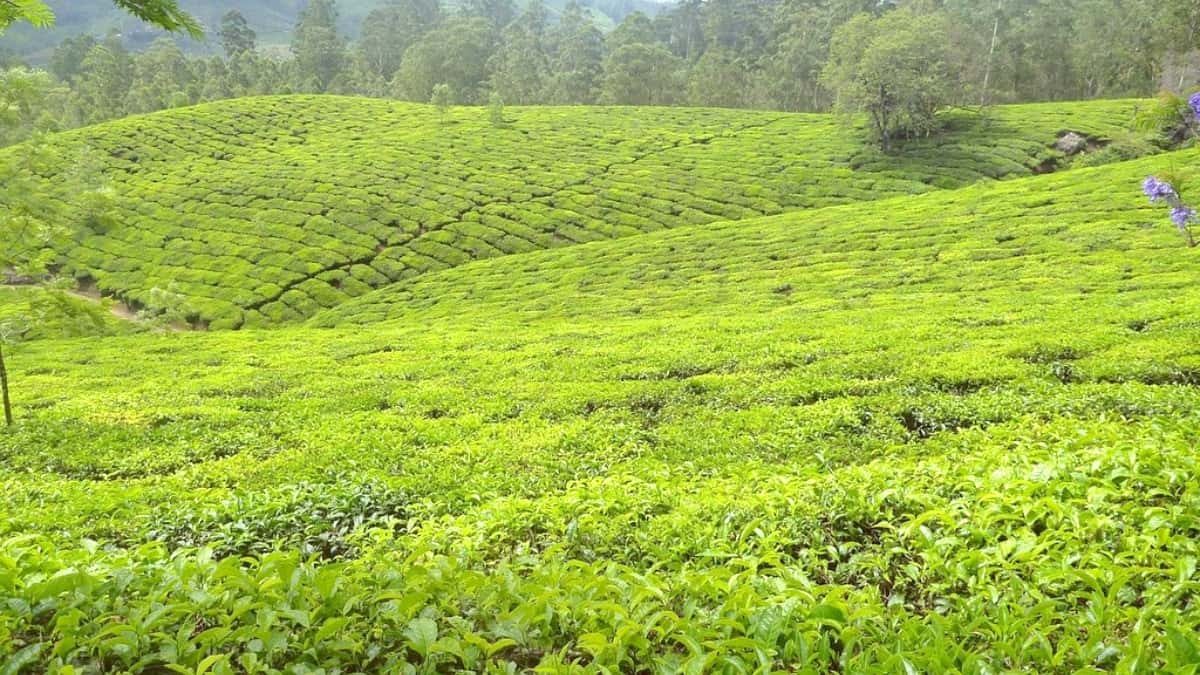 How to Get to Assam