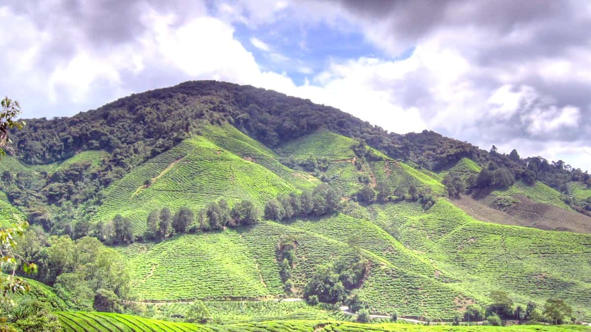 How to Get to Cameron Highlands