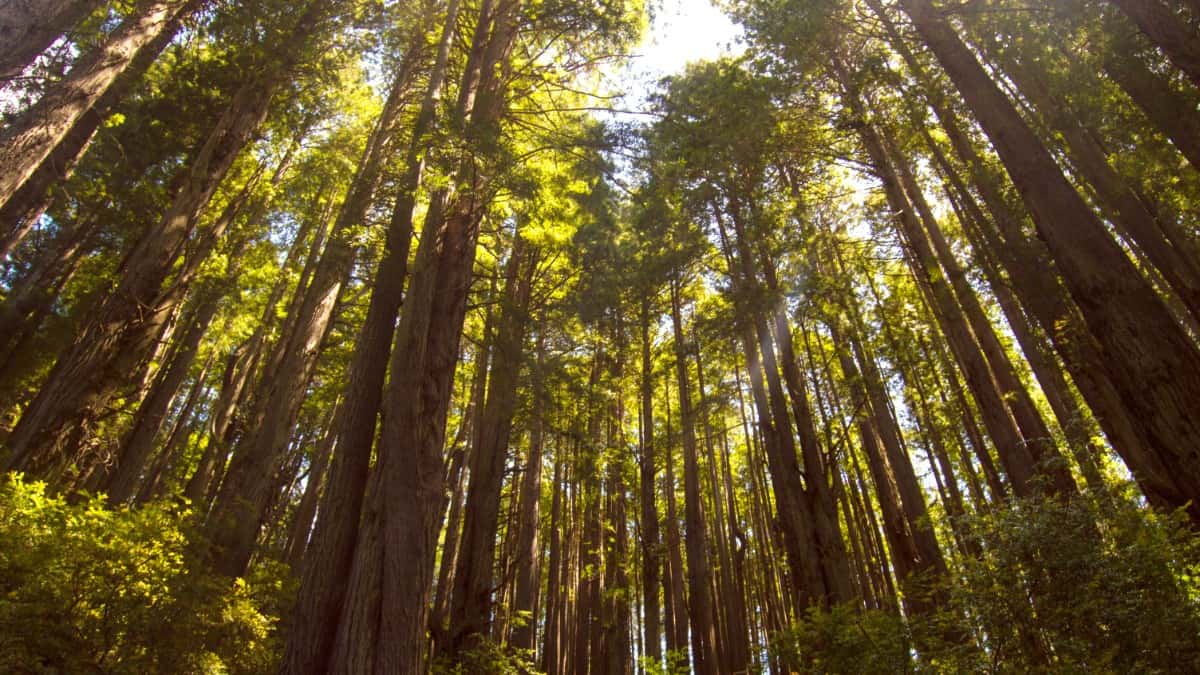 Where to Stay in Redwood National Park