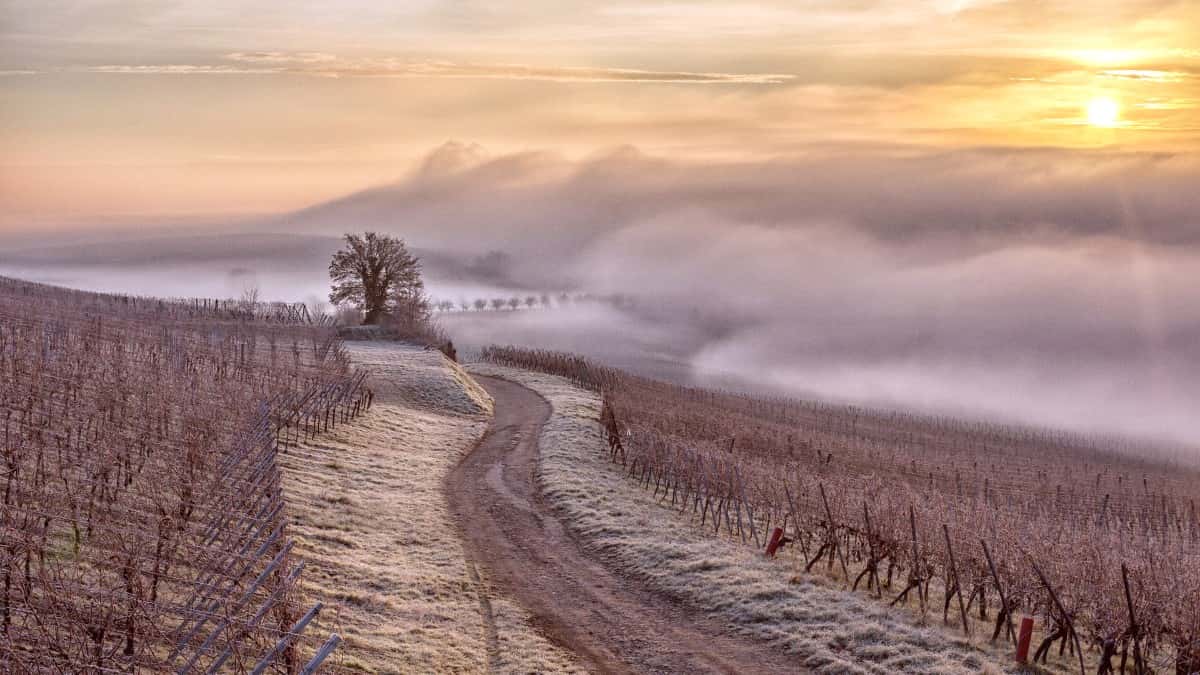Best Time to Visit Alsace