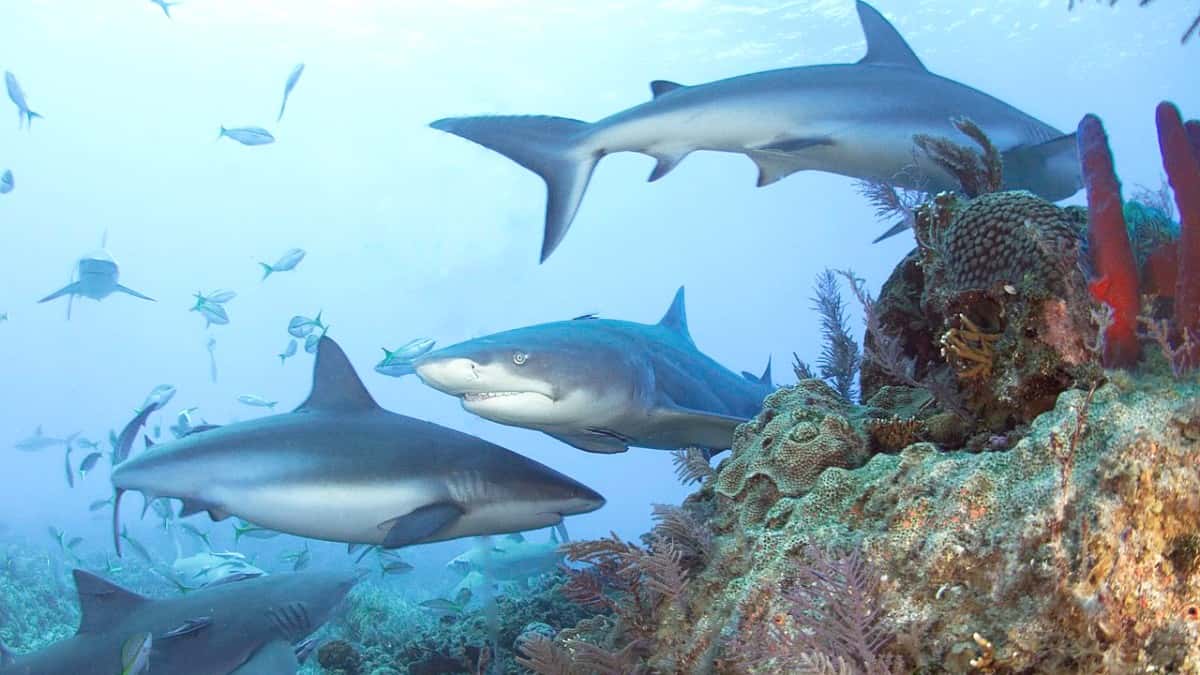 Day Trips from Lady Elliot Island