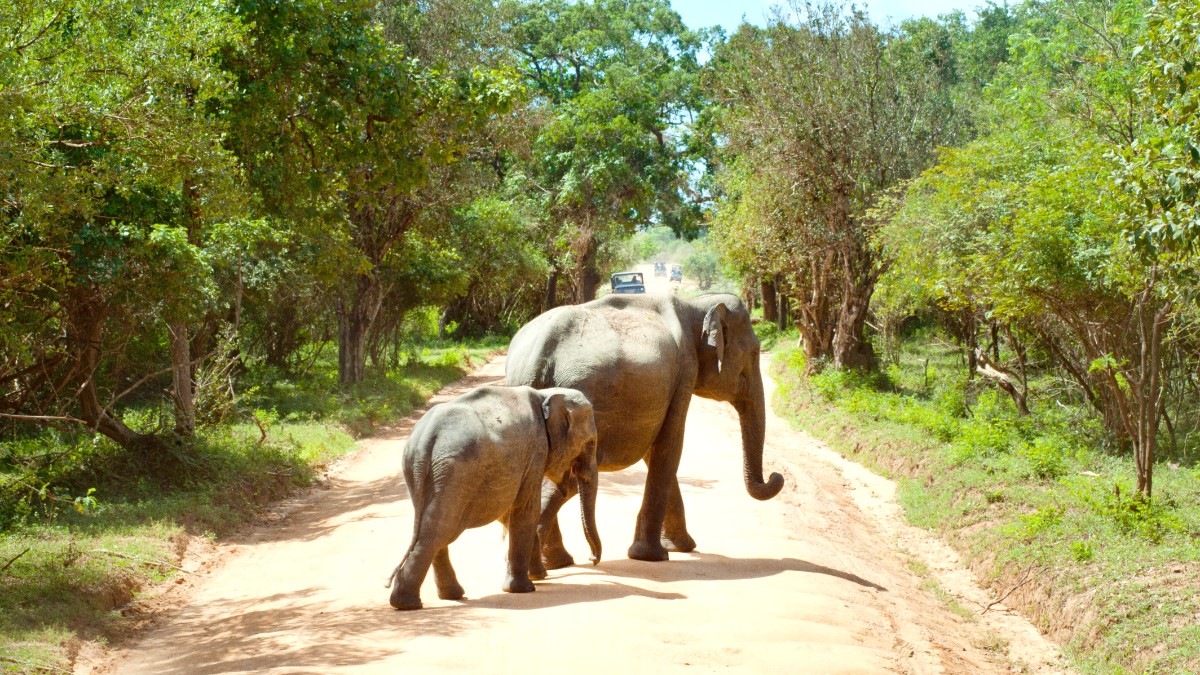 Yala National Park
