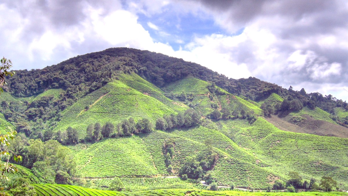 Cameron Highlands