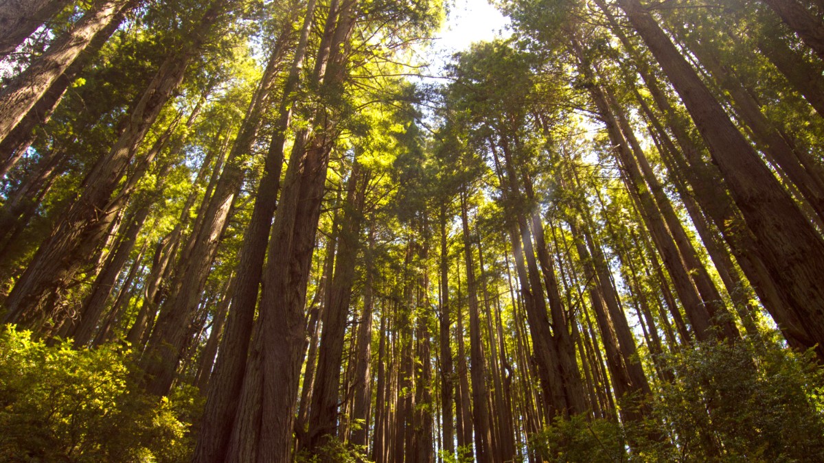 Redwood National Park
