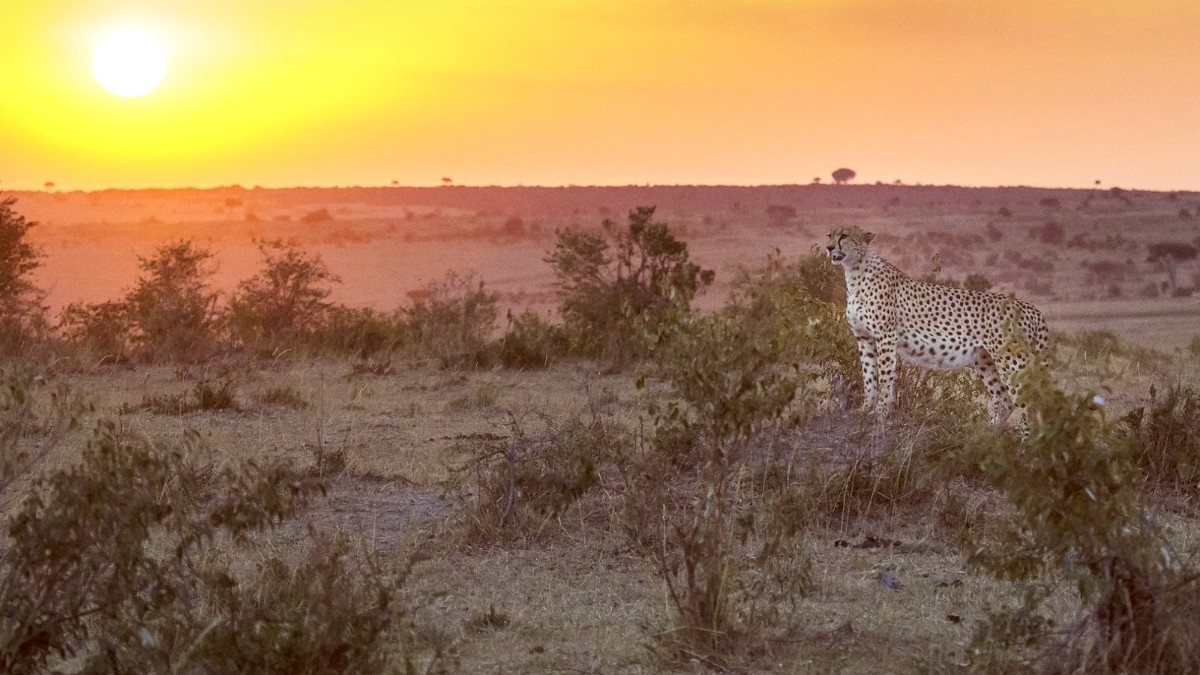 Kgalagadi Transfrontier Park