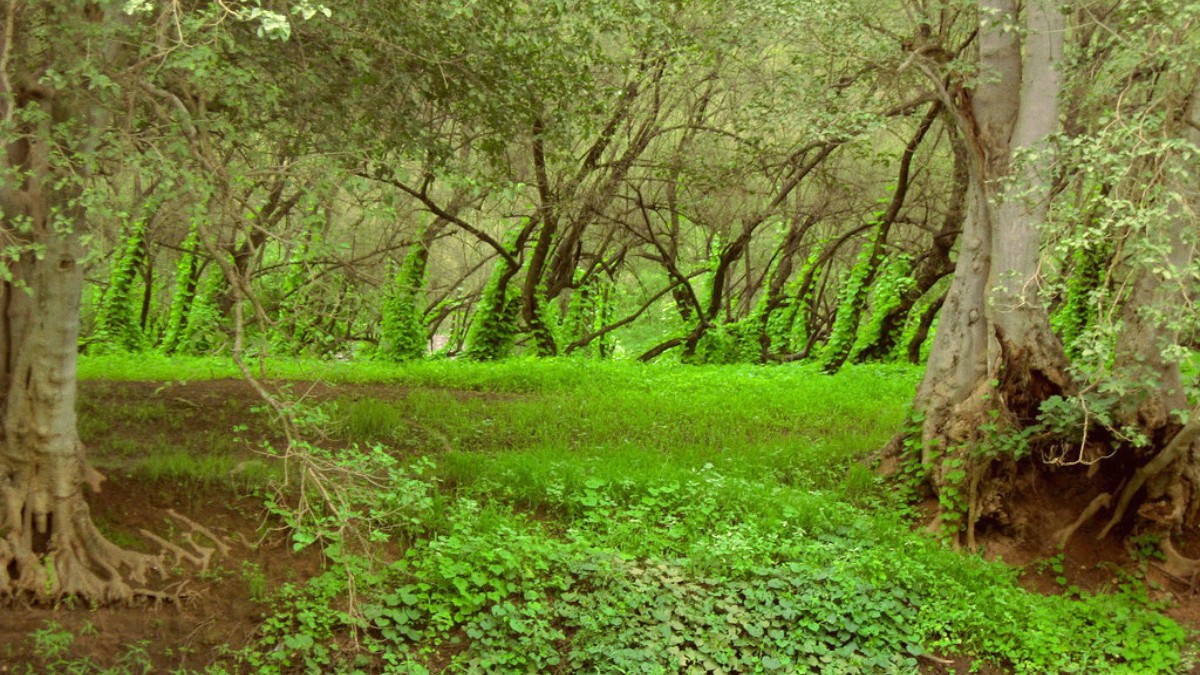 Oman