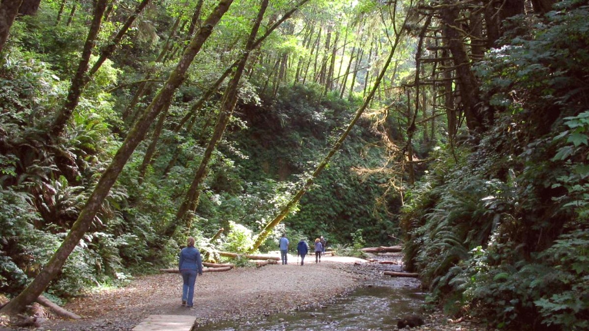 Redwood Coast