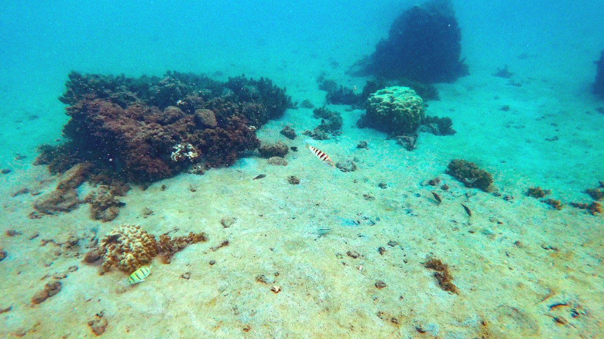 Tuamotu Islands