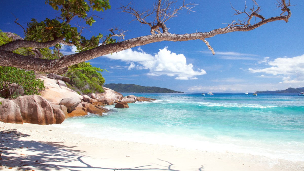 Bird Island