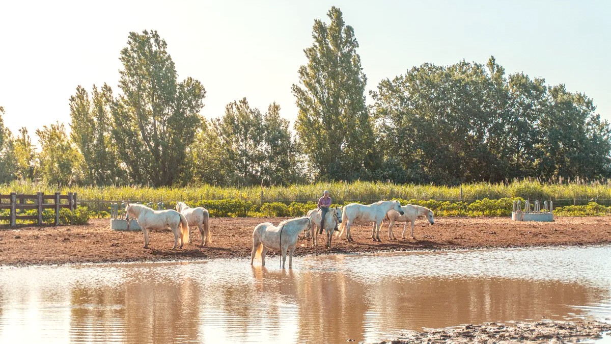 Camargue