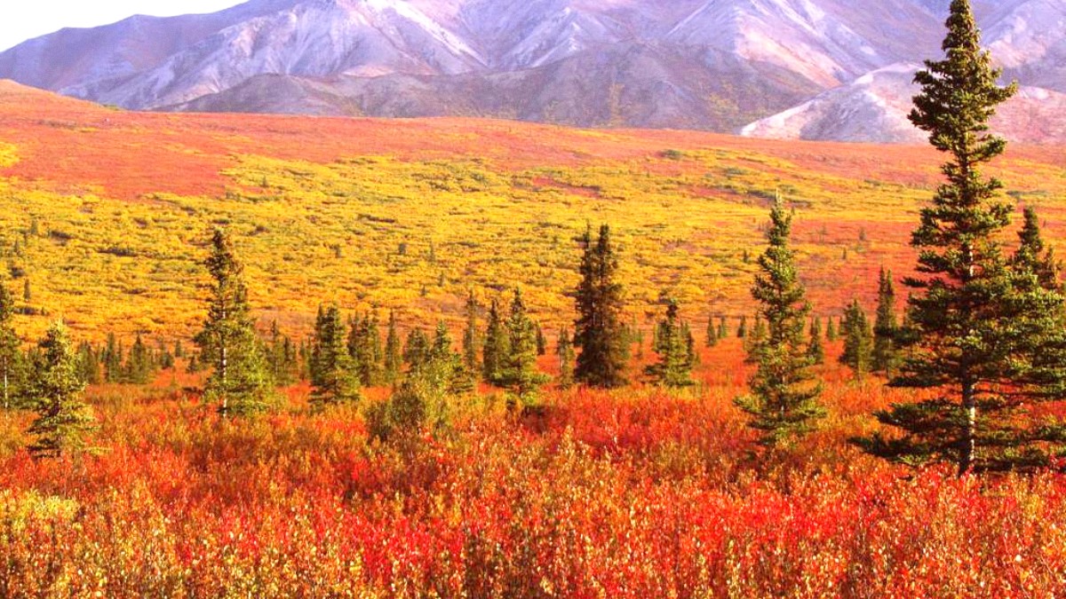 Denali National Park