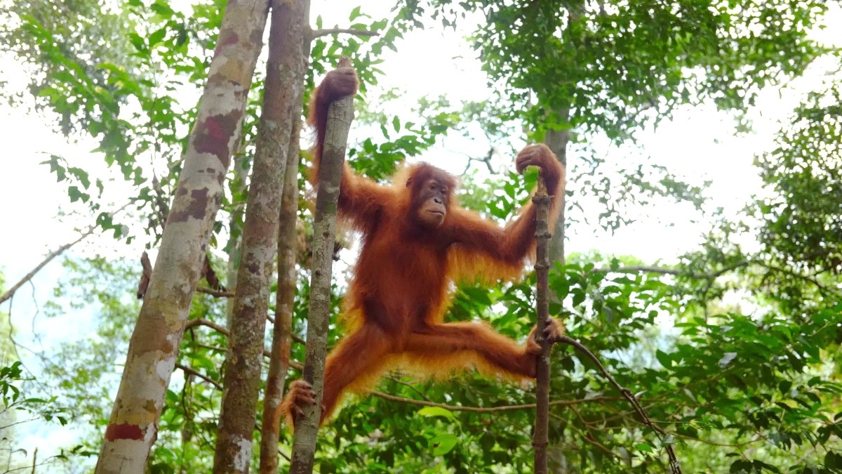 Bukit Lawang