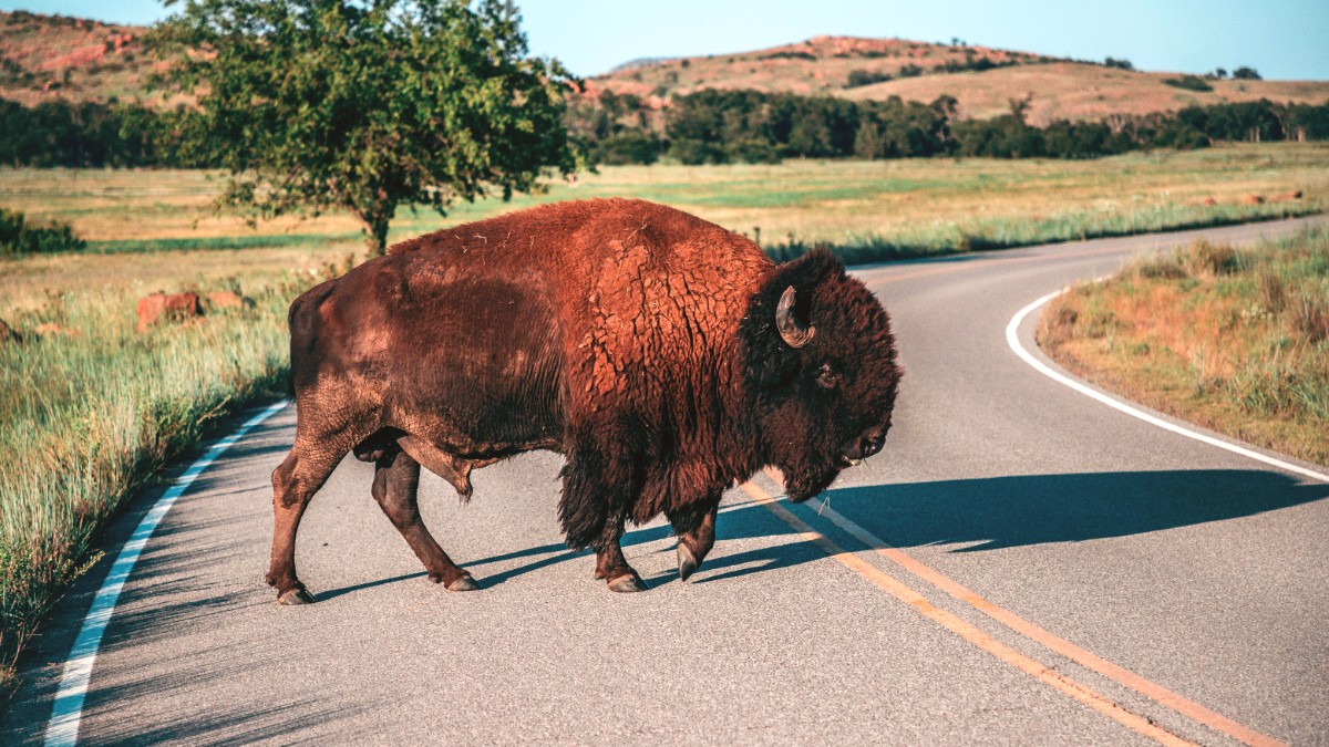 Buffalo