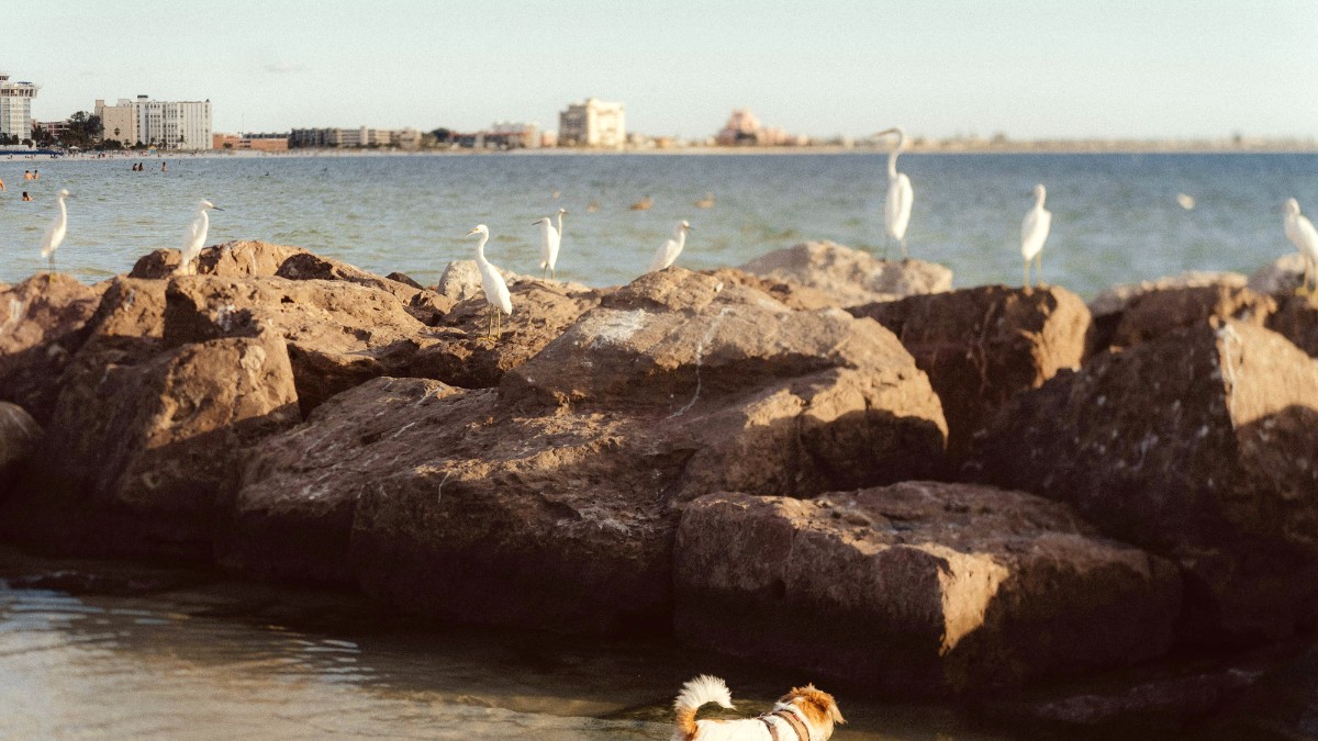 St Petersburg