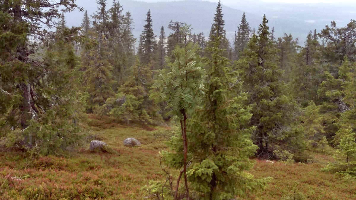 Swedish Lapland