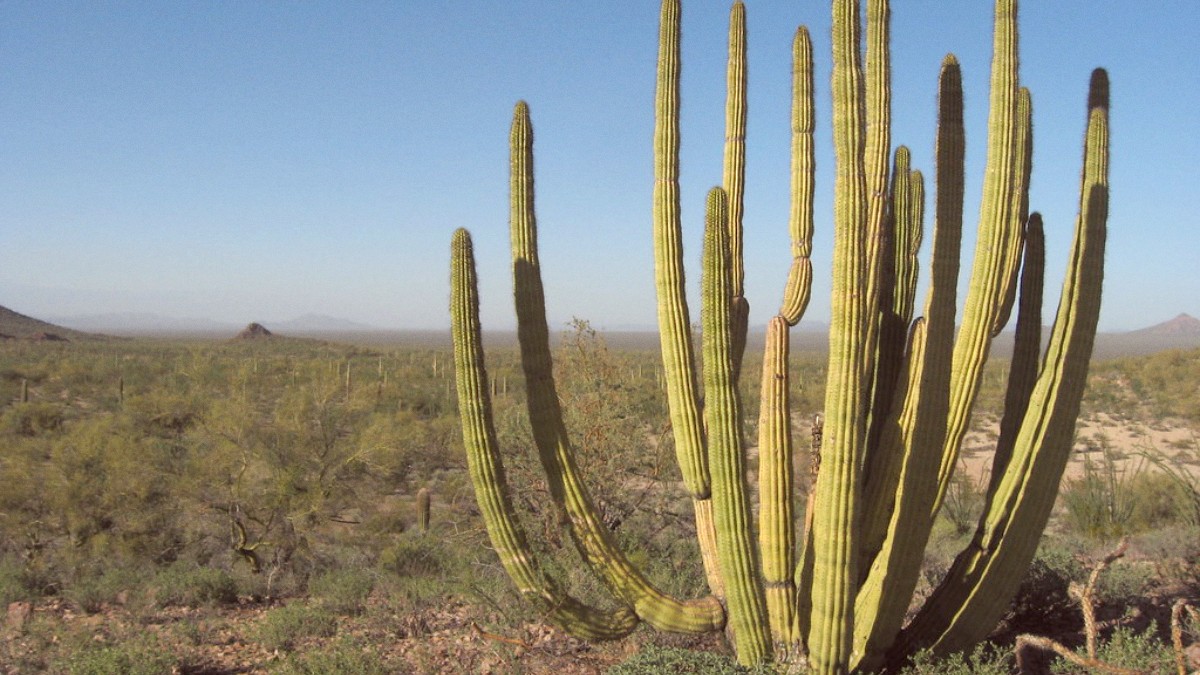 Northwest Mexico