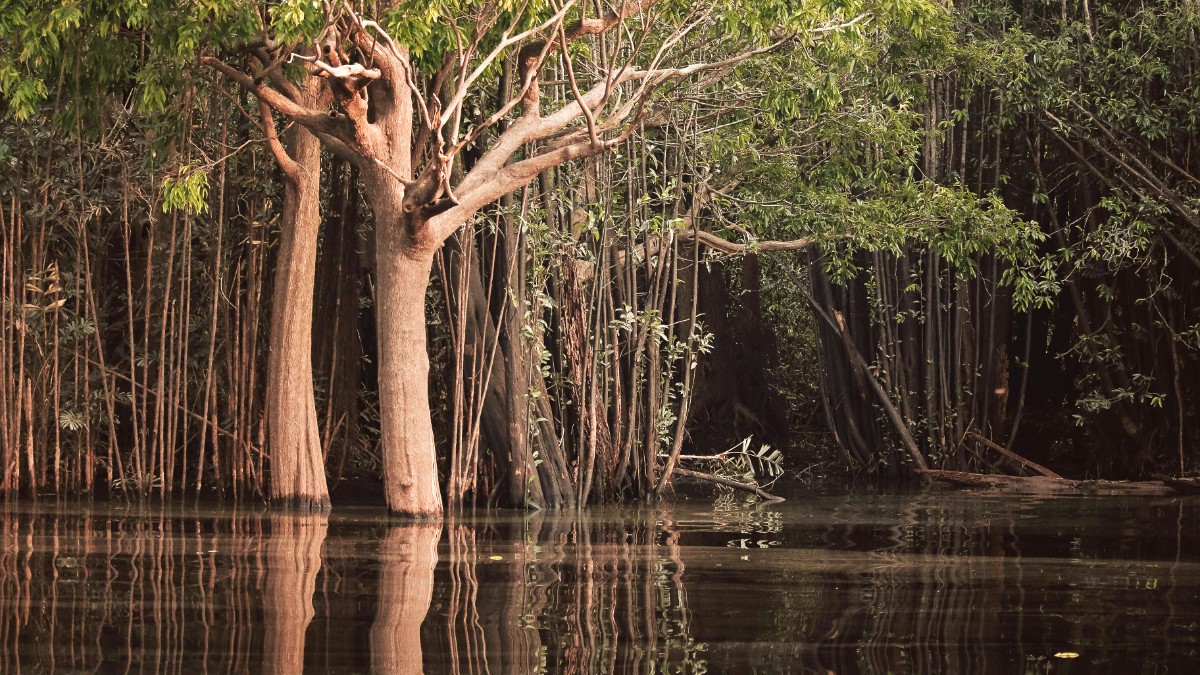 Amazon Basin